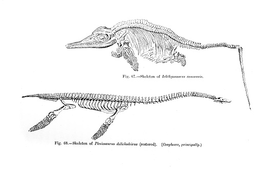 Plesiosaurus Dolichodeirus - Dinosaur Skeletons from an 1895 antique book \