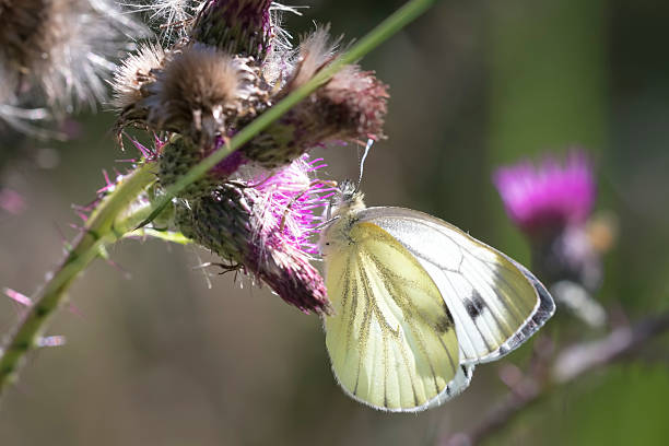 istock Green-veined white butterfly 624681020