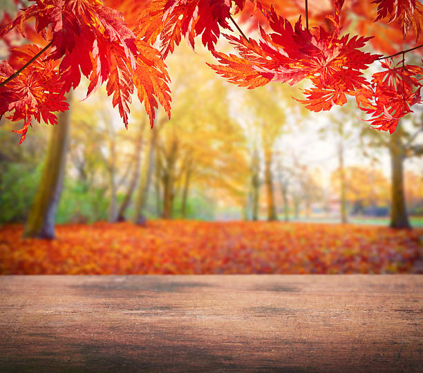 istock wooden table in park with autumn trees 624682322