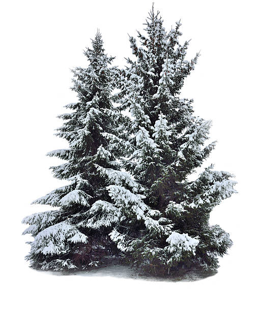 istock Two magnificent snow-covered fir-trees isolated on white 624682890