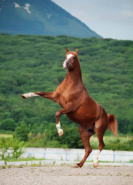 horse jumping over the wall in show jumoping event