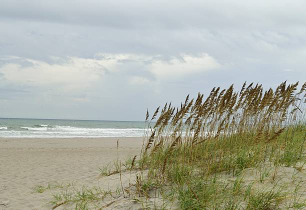 istock Tall sea oats on the sand dunes 624683454
