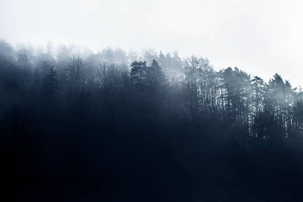 istock forest in morning fog 624696948