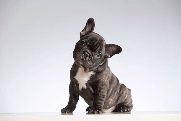 baby reinrassige französische bulldogge blick auf die kamera (kopf cocked) - animal ear stock-fotos und bilder