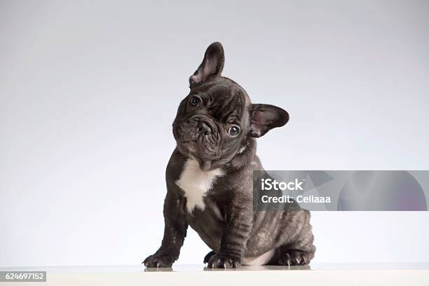 Photo libre de droit de Bébé De Race Pure Français Bulldog Regardant La Caméra banque d'images et plus d'images libres de droit de Bouledogue français