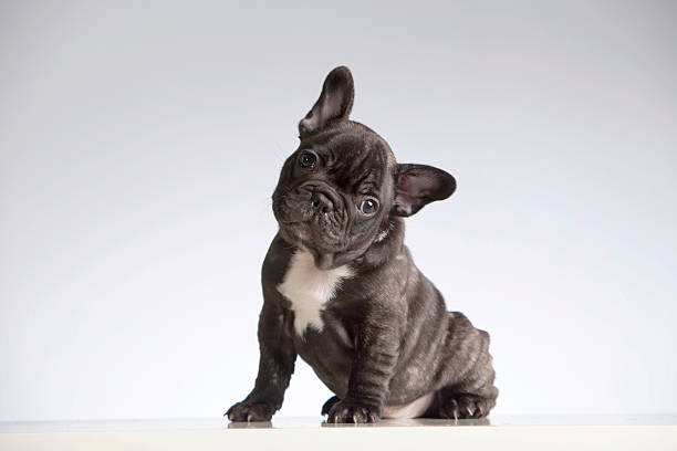 Baby Purebred French Bulldog Looking at the Camera (Head Cocked) Baby Purebred French Bulldog Looking at the Camera (Head Cocked). Studio shot (indoors). White background. Horizontal format. Shot with Canon EOS 5D. head cocked stock pictures, royalty-free photos & images