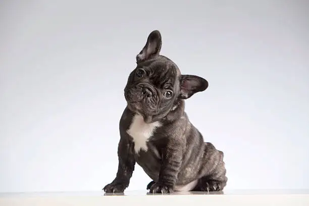 Baby Purebred French Bulldog Looking at the Camera (Head Cocked). Studio shot (indoors). White background. Horizontal format. Shot with Canon EOS 5D.