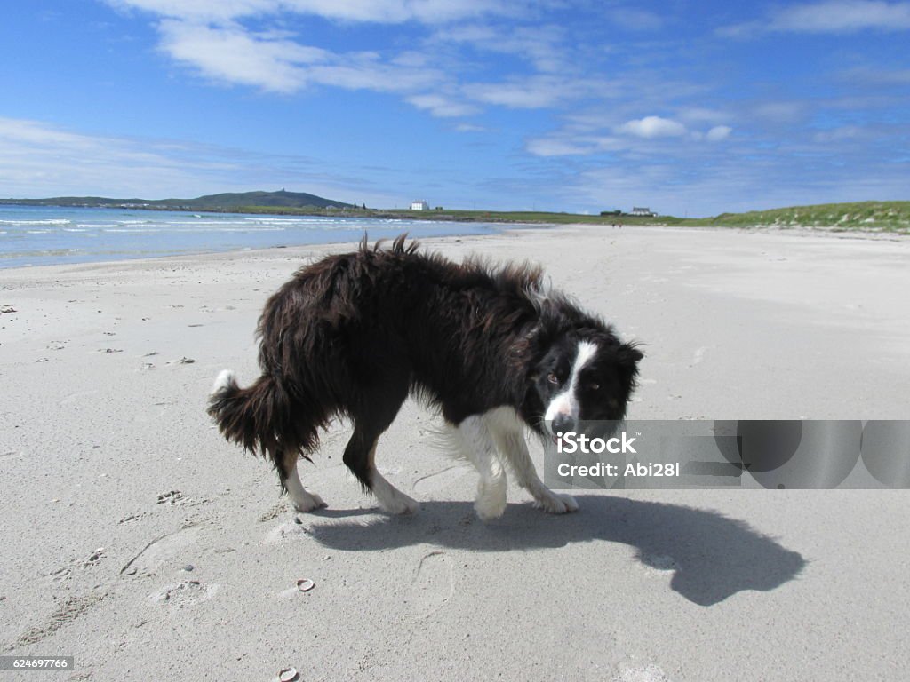 Collie on the beach This is a photo of a Collie dog running on the beach in Tiree, Scotland. Animal Stock Photo
