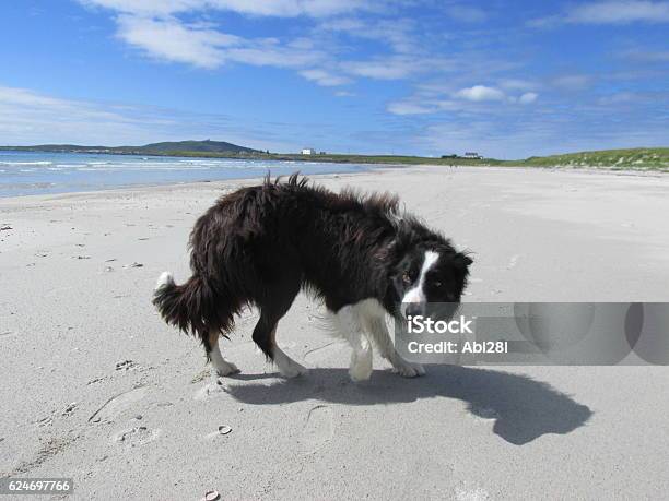 Collie On The Beach Stock Photo - Download Image Now - Animal, Beach, Cloud - Sky