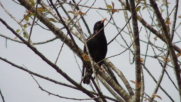 istock Beautiful Black Bird Looking Up in Tree 624697850