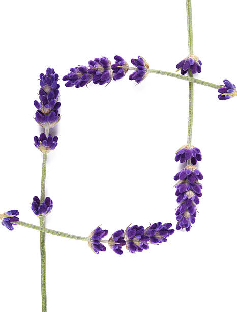 istock Lavender flowers isolated 624697860