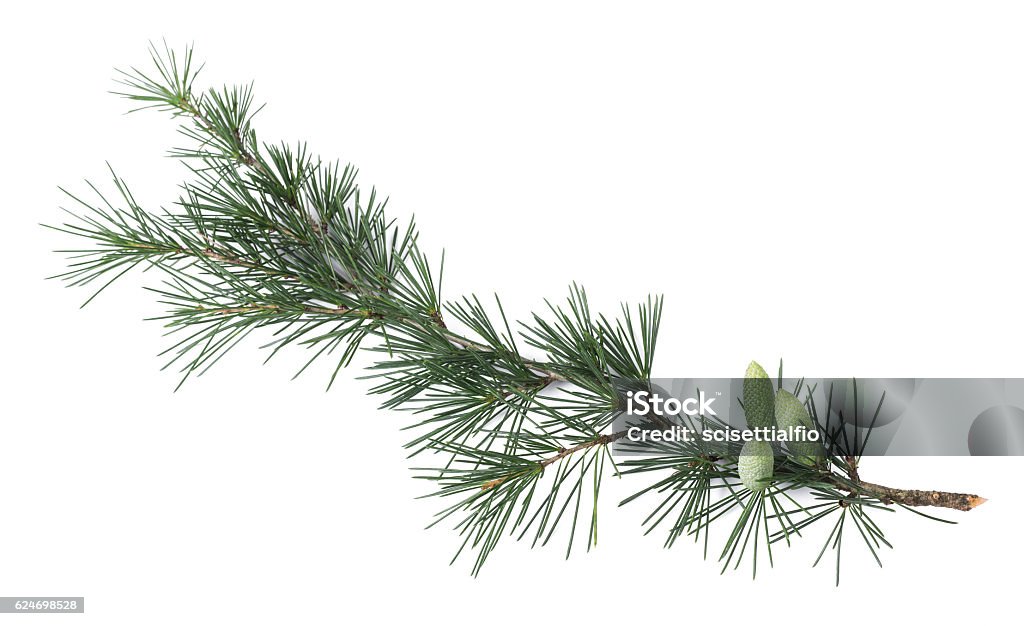 Pine branche de  - Photo de Pin libre de droits