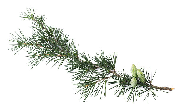 Pine branch Pine branch with buds isolated on white larch tree stock pictures, royalty-free photos & images