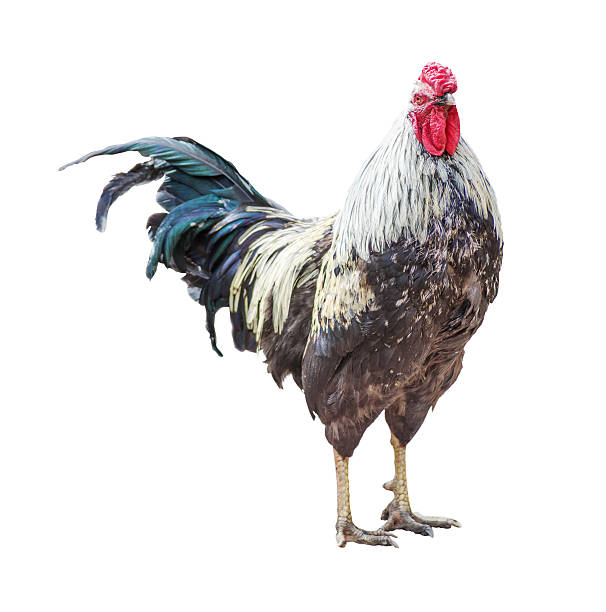 istock Thoroughbred rooster isolated on white background 624698544