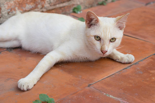 istock Homeless cat on stone floor. 624699814