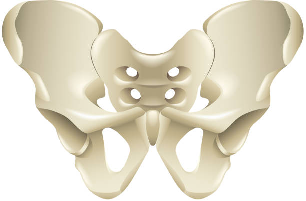 백색 벡터에 격리된 골반 뼈 - ischium stock illustrations