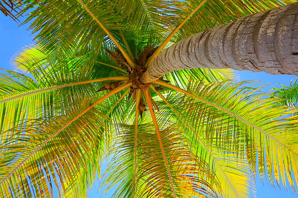 istock Tropical paradise relax, below Green coconut palm tree foliage shadow 624703802