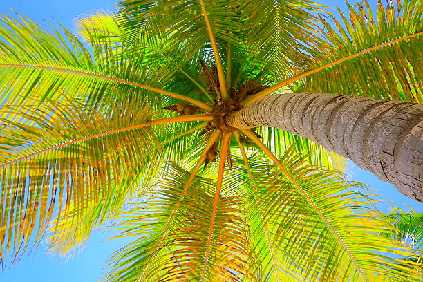 istock Tropical paradise relax, below Green coconut palm tree foliage shadow 624710318