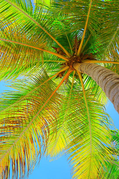 istock Tropical paradise relax, below Green coconut palm tree foliage shadow 624711266