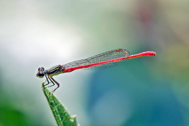 istock Dragonfly inn in the green leaf 624711700