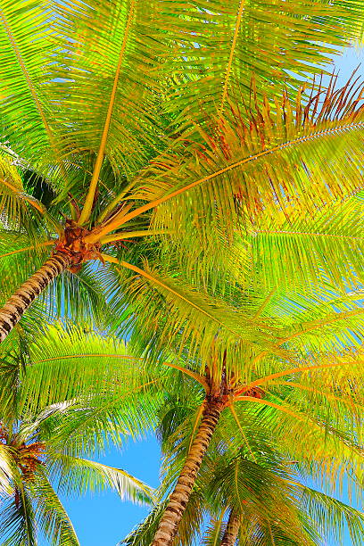 istock Tropical paradise relax, below Green coconut palm tree foliage shadow 624712158