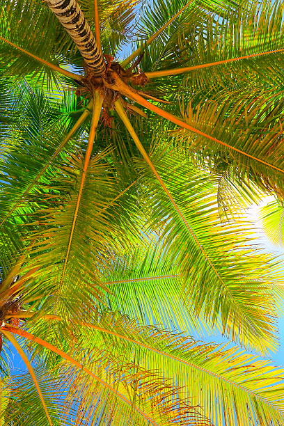 istock Tropical paradise relax, below Green coconut palm tree foliage shadow 624712920