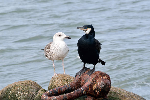 Pair of seabirds perch close together. stock photo