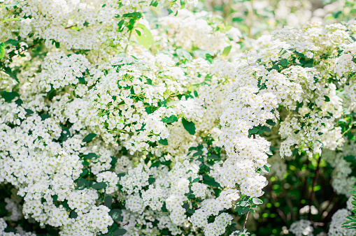 Big bush blooming white spiraea