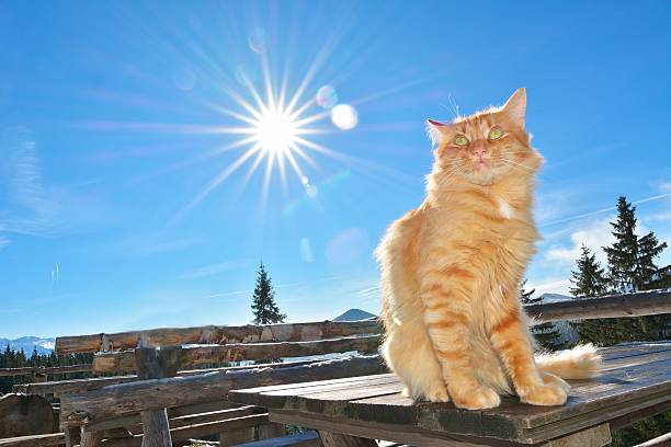 Beautiful Red Cat with Yellow Eyes