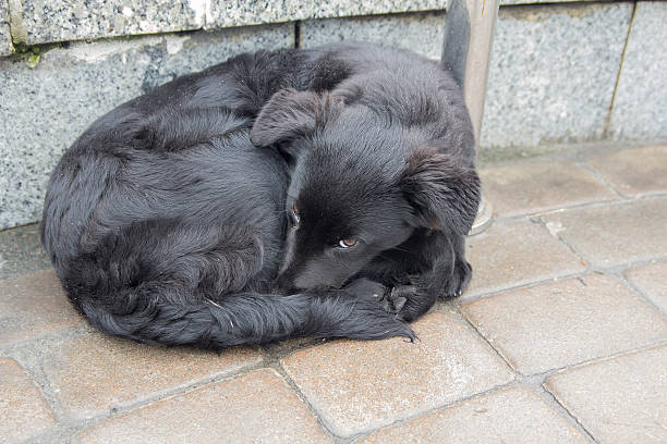 istock Sad dog lying on the pavement. Pets 624715784