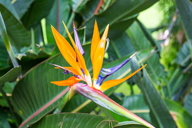 istock Strelitzia reginae (bird-of-paradise flower). Tenerife, Canary Islands 624716198
