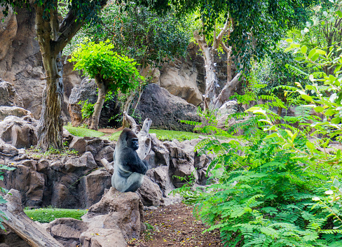 Gorilla siting on a stone