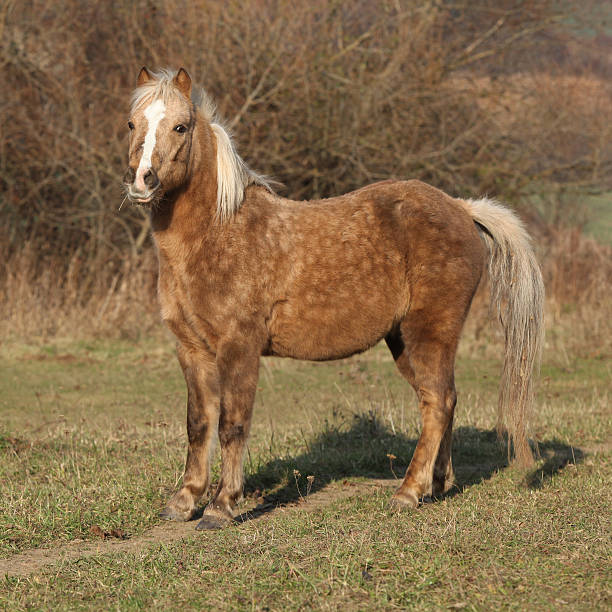 istock Adorable pony in autumn 624716650