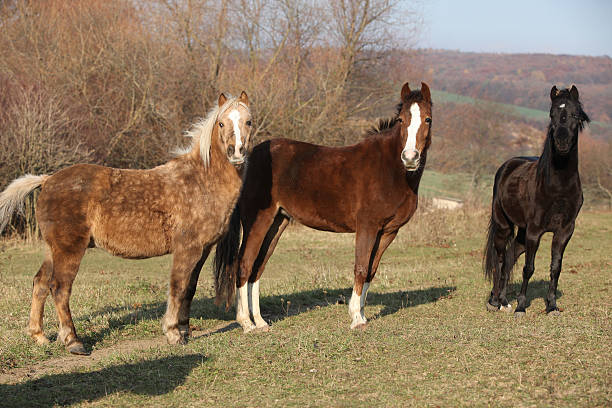 istock Batch of horses on autumn pasturage 624716746