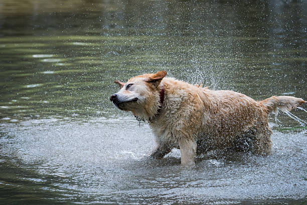 Young cute Labrador Retriever dog walking near the river.