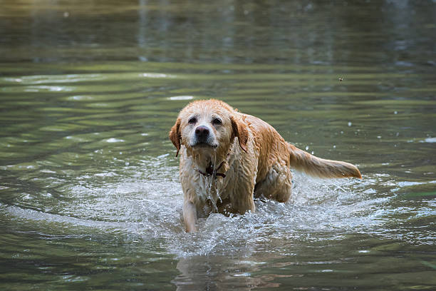 istock Portrait of labrador in water 624718218
