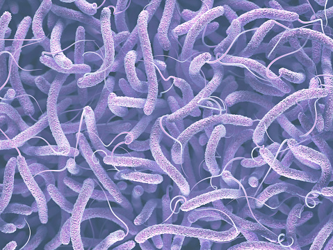 Bacterias Vibrio Cholerae photo