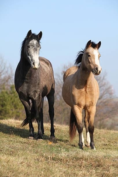 istock Two horses looking at you 624719300