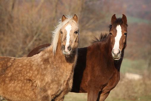 Two horses standing together on pasturage and looking at you