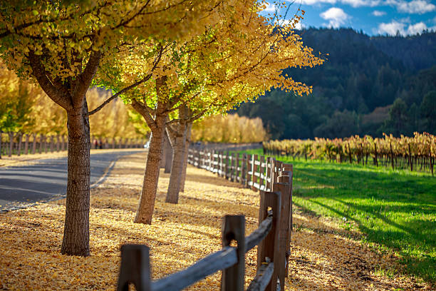 żółty ginkgo drzewa na drodze lane w napa valley, kalifornia - napa valley vineyard autumn california zdjęcia i obrazy z banku zdjęć