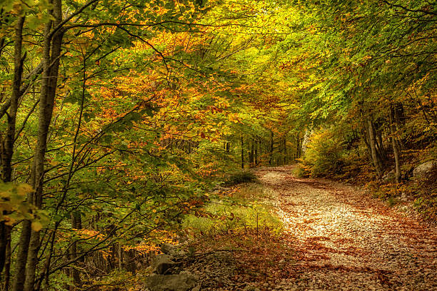 istock Colorful autumn in forest 624721050