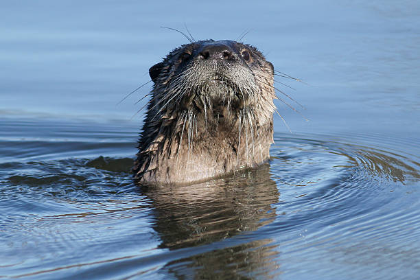 istock North American river otter swimming 624721362