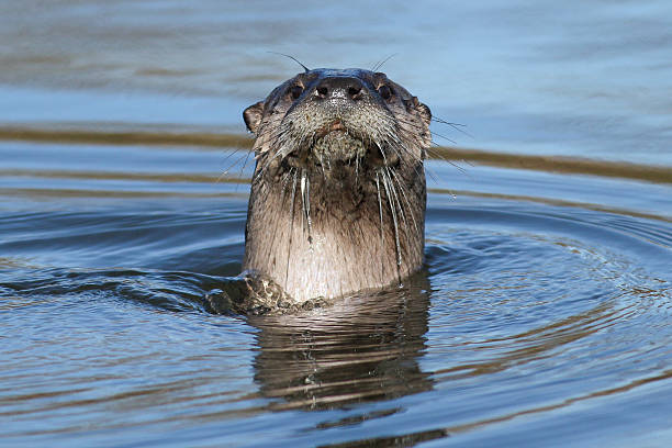 istock North American river otter swimming 624721390
