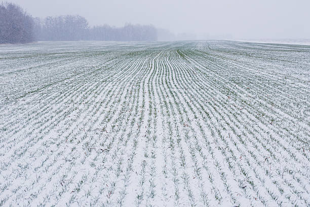 champ de blé d’hiver dans la neige - wheat cereal plant agriculture whole wheat photos et images de collection