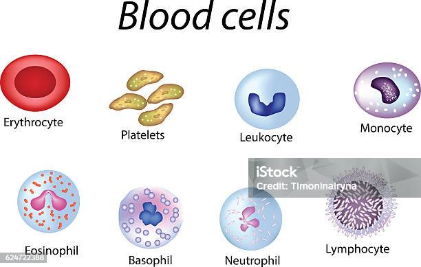 Blutkörperchen Satz Von Farbigen Rot Thrombozyten Leukozyten Lymphozyten Eosinophile Stock Vektor Art und mehr Bilder von Blutplättchen