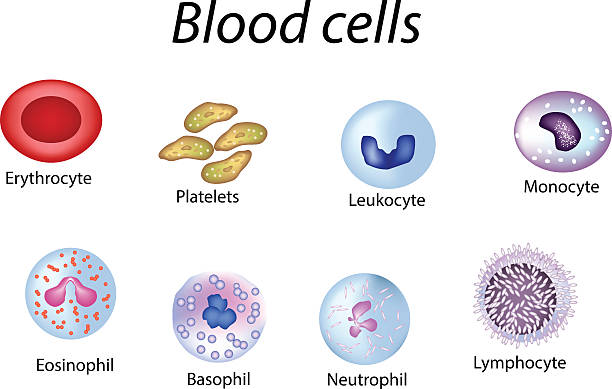 혈액 세포. 컬러 집합입니다. 빨강, 혈소판, 백혈구, 림프구, 호산구 - macrophage human immune system cell biology stock illustrations