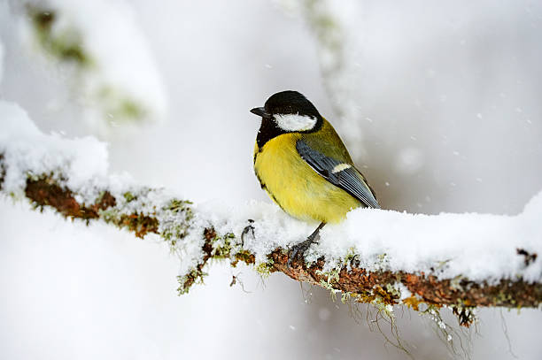 Great tit in winter stock photo