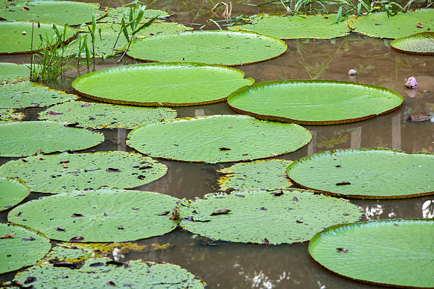 istock Victoria Lily pads on river in Manaus - Brazil 624739122