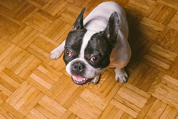 istock Cute French Bulldog 624739270