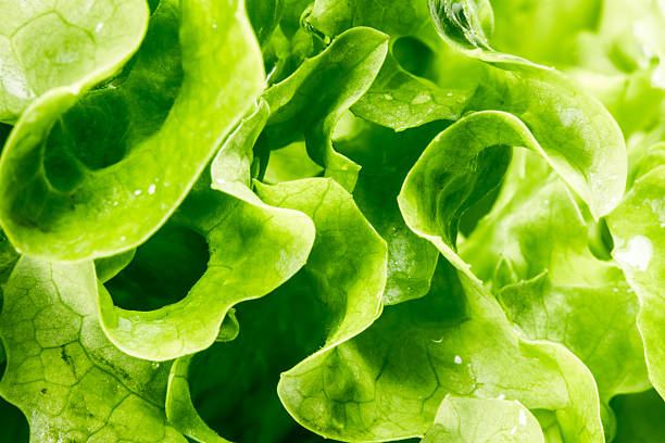 istock Salad background. XXXL 624739714